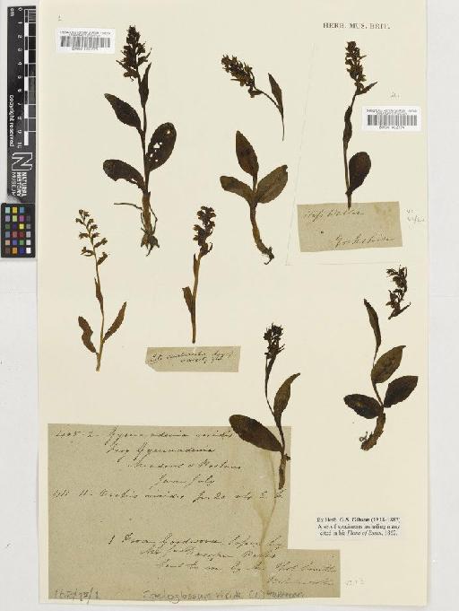 Coeloglossum viride (L.) Hartm. - BM001002773