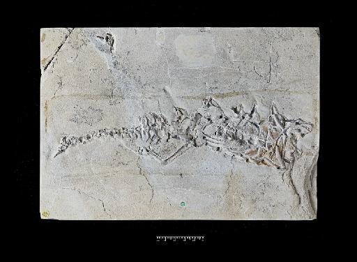 Mesosaurus tenuidens Gervais, 1865 - NHMUK PV R 3520 counterpart