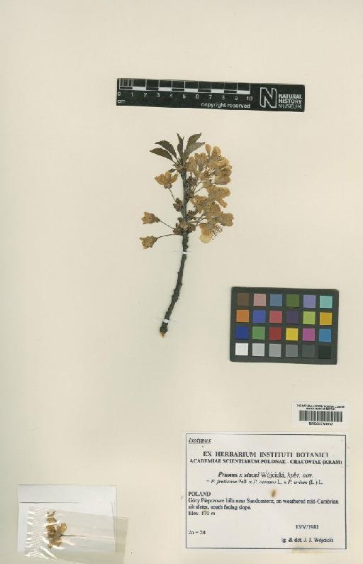 Prunus × stacei Wójcicki - BM000750857