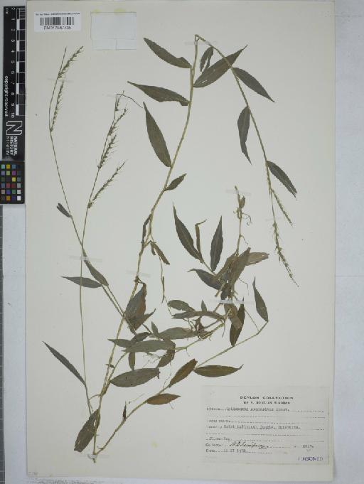 Oplismenus compositus (L.) P.Beauv. - 012547835