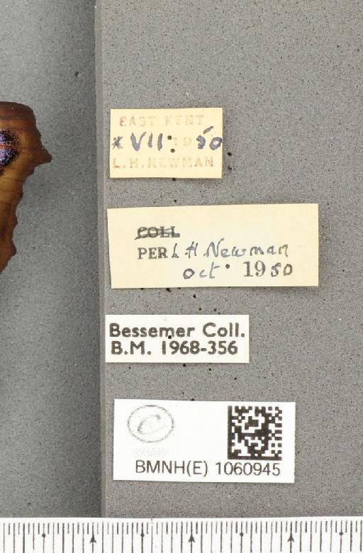 Inachis io ab. belisaria Oberthür, 1889 - BMNHE_1060945_label_21491