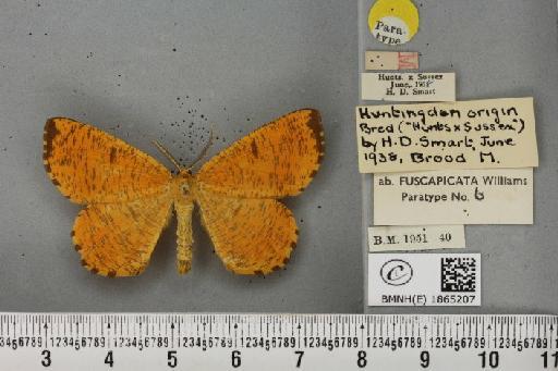 Angerona prunaria ab. fuscapicata Williams, 1947 - BMNHE_1865207_430795