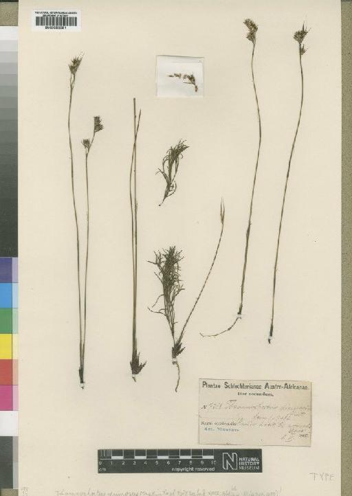 Thamnochortus dumosus Mast. - BM000922381