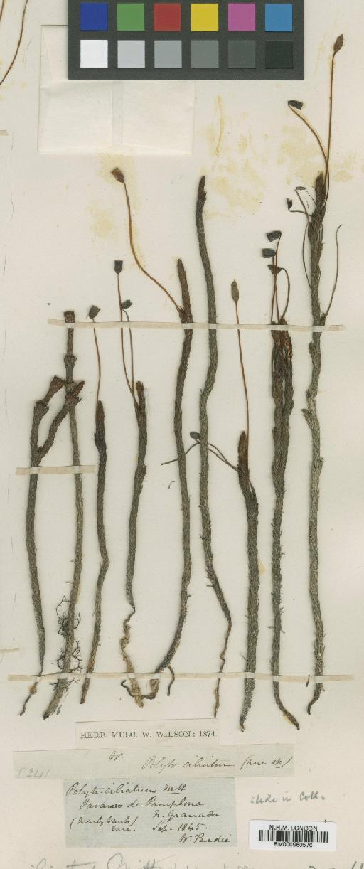 Polytrichadelphus ciliatus (Hook.f. & Wilson) Mitt. - BM000960570