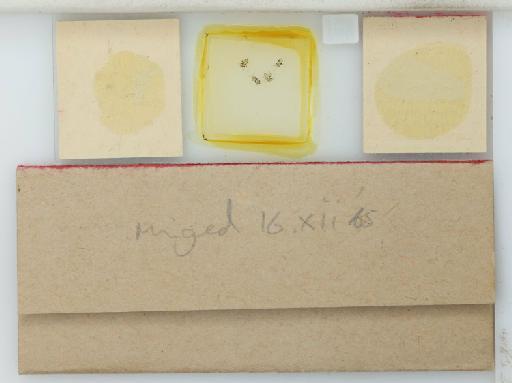 Iziphya punctata Hille Ris Lambers, 1960 - 015273588_additional