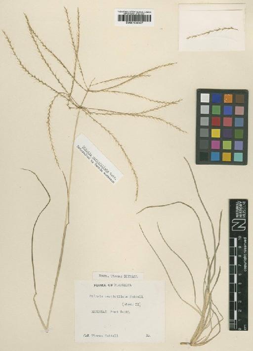 Chloris verticillata Nutt. - BM001042427