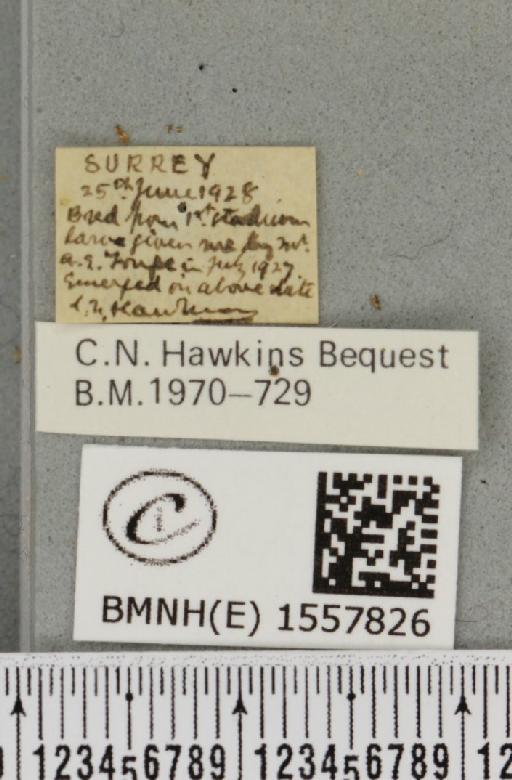 Orgyia recens (Hübner, 1819) - BMNHE_1557826_label_256992