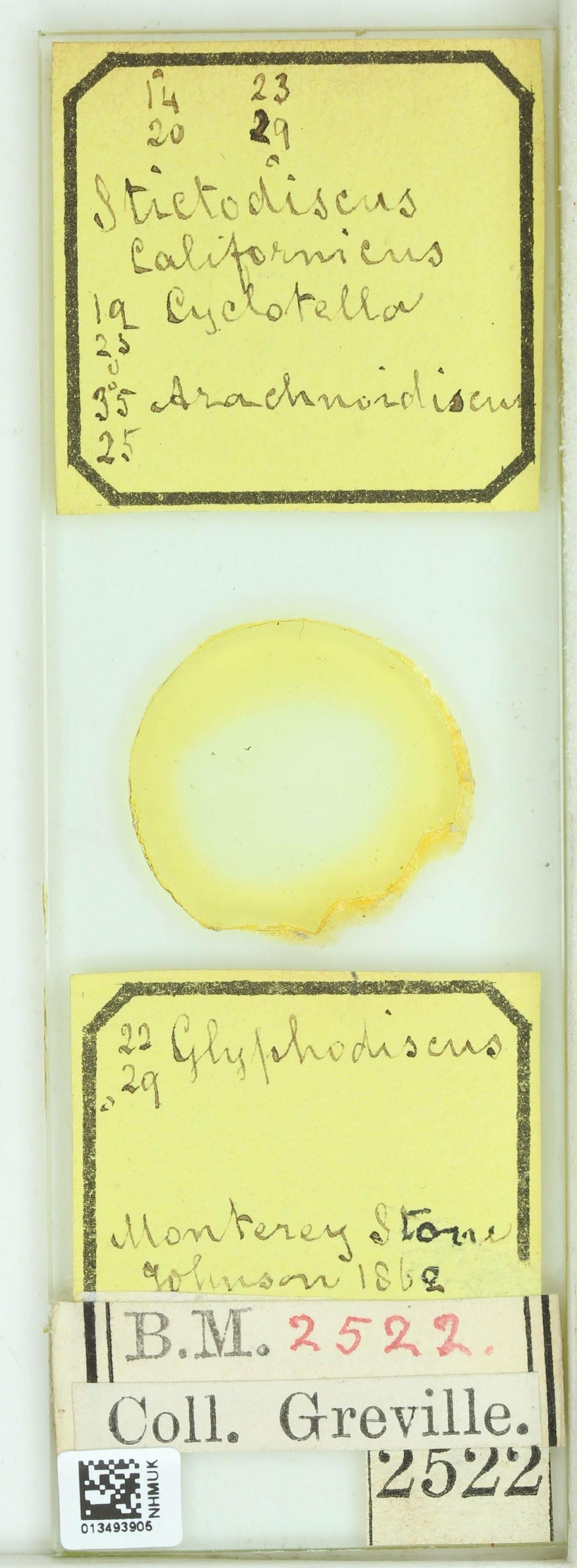 To NHMUK collection (Stictodiscus californicus Grev.; NHMUK:ecatalogue:4737355)