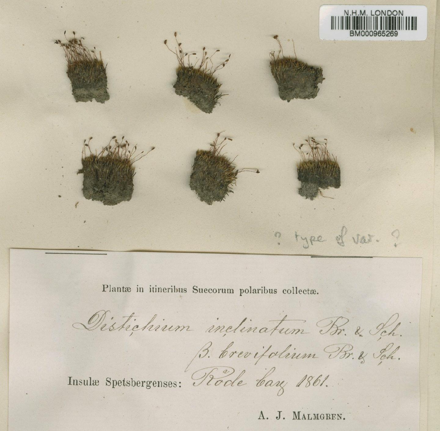 To NHMUK collection (Distichium inclinatum (Hedw.) Bruch & Schimp.; TYPE; NHMUK:ecatalogue:760)