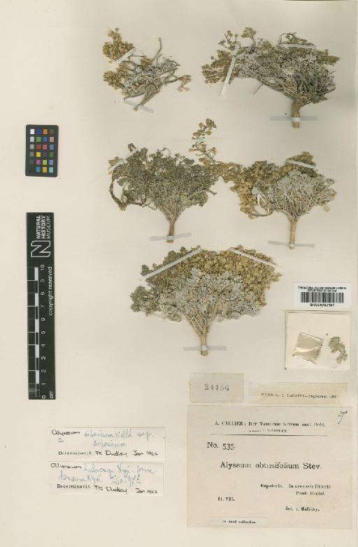 Alyssum sibiricum Willd. - BM000750157