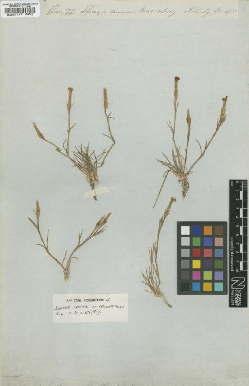 Dianthus crinitus var. crossopetalus Boiss - BM000571471