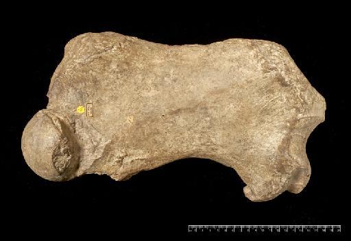 Scelidotherium leptocephalum Owen, 1840 - NHMUK PV M 3586 (2).tif