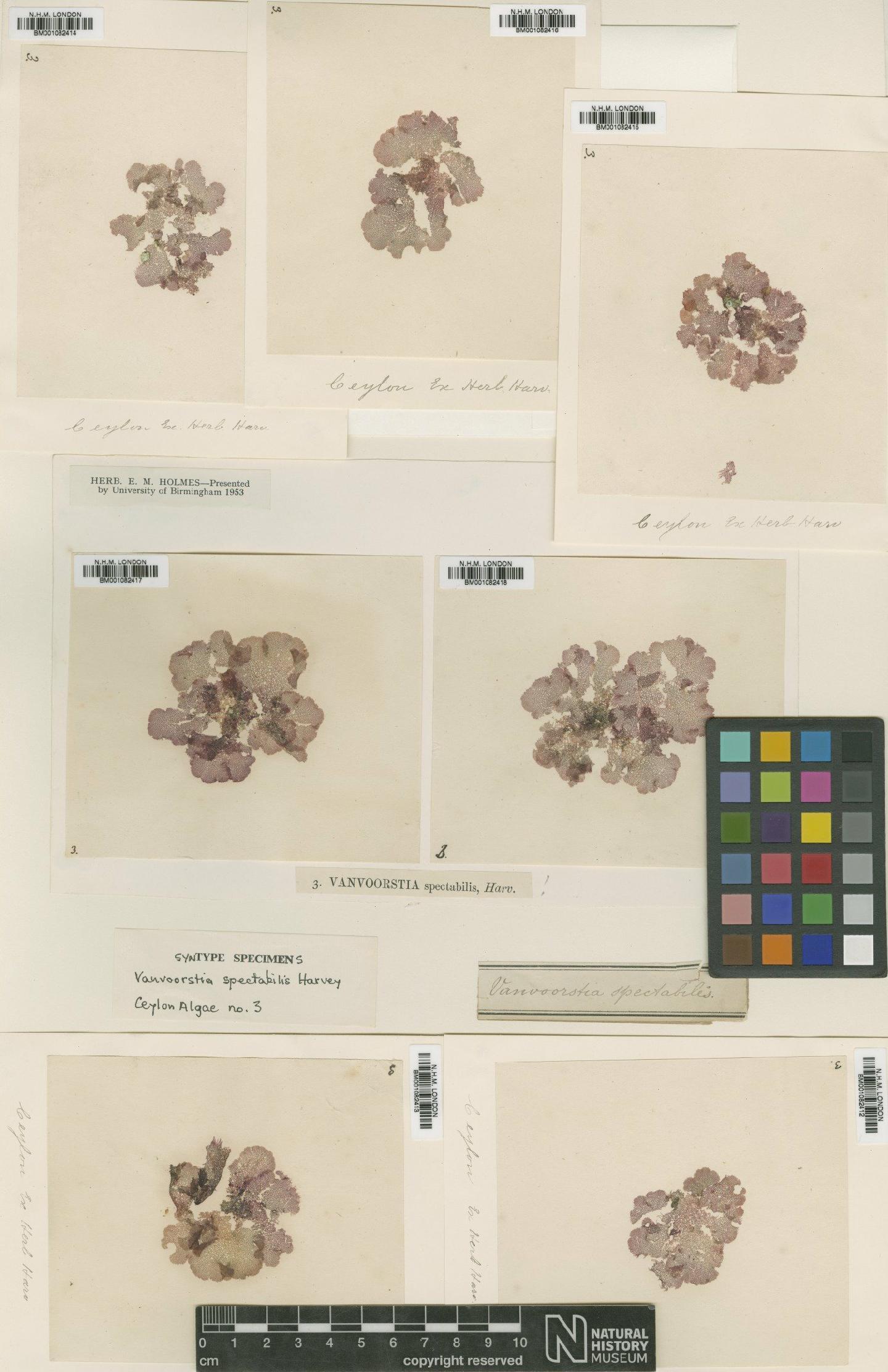 To NHMUK collection (Vanvoorstia spectabilis Harv.; Syntype; NHMUK:ecatalogue:2391192)