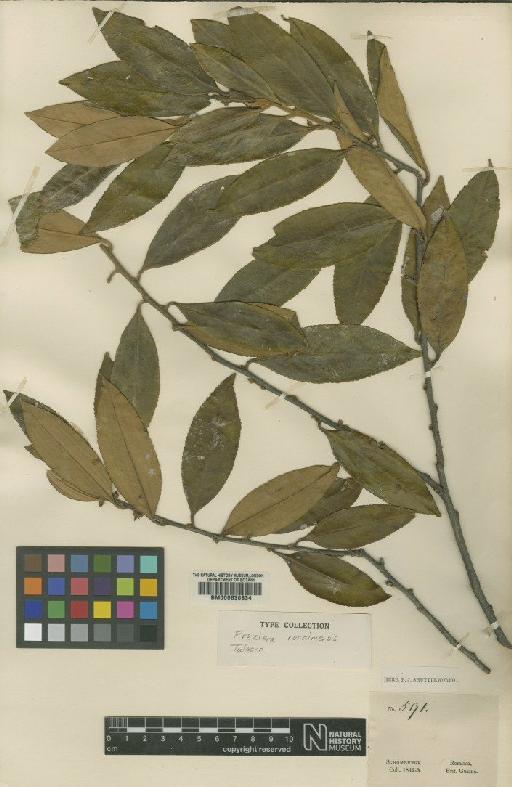 Freziera roraimensis Tul - BM000630834
