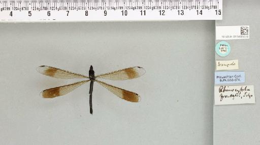 Rhinocypha frontalis Selys, 1873 - 012495676_803592_1256777_2