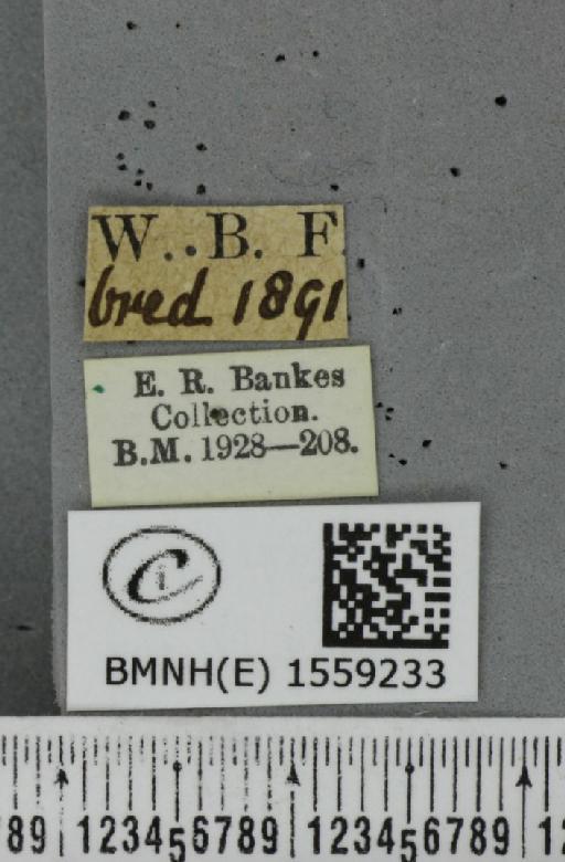 Lymantria monacha ab. mixta Lempke, 1947 - BMNHE_1559233_label_251974