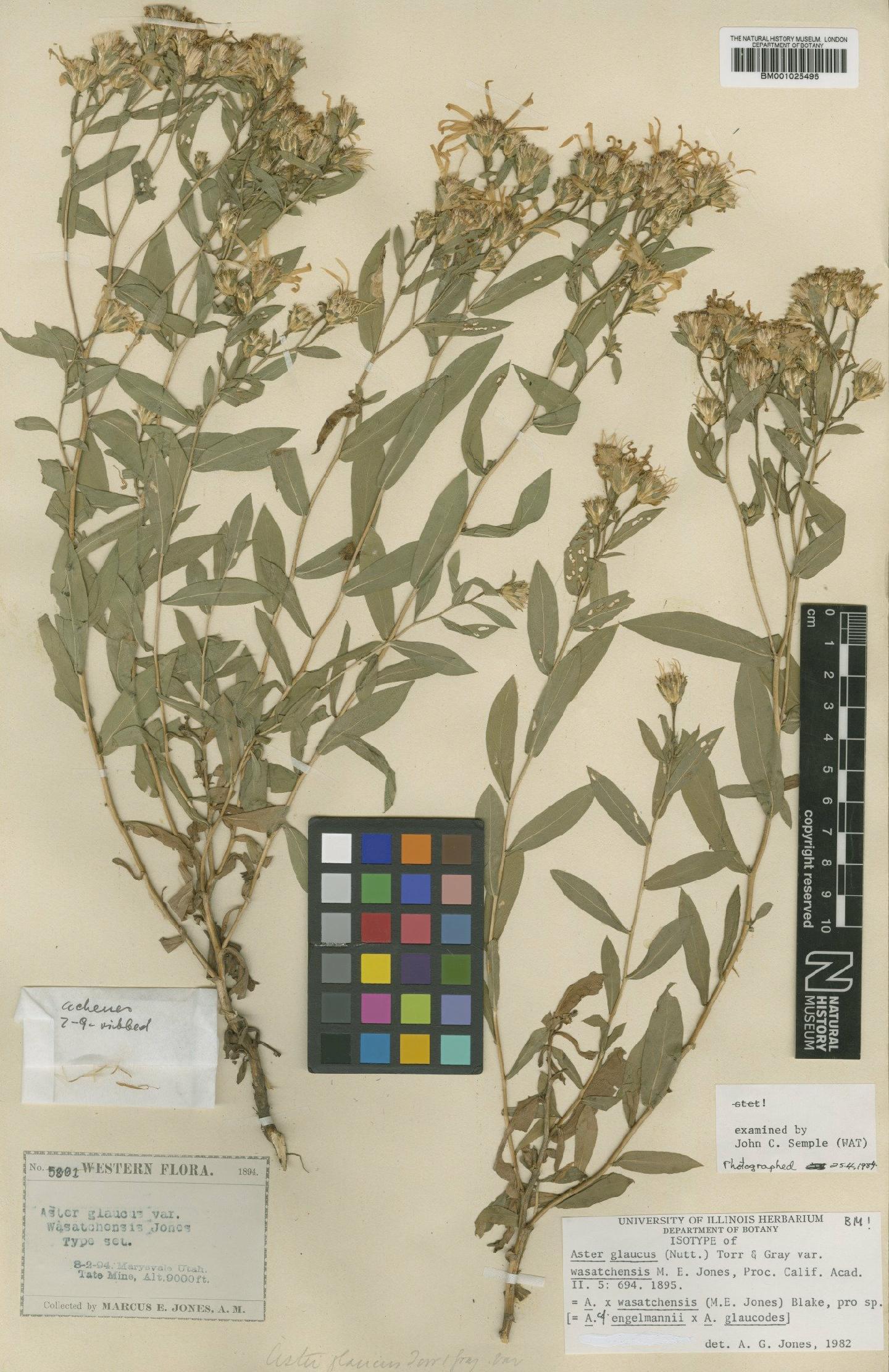 To NHMUK collection (Aster glaucus var. wasatchensis M.E.Jones; Isotype; NHMUK:ecatalogue:1095143)