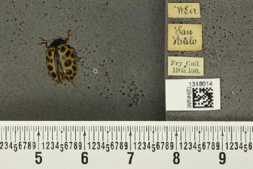 Calligrapha (Calligrapha) polyspila (Germar, 1821) - BMNHE_1318014_17479