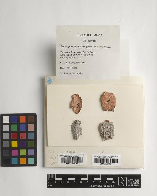 Bactrospora perspiralis Sparrius, Saipunk. & Wolseley - BM000764064