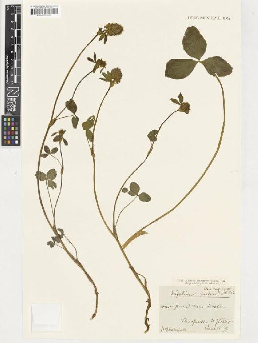 Trifolium pratense L. - BM001037873