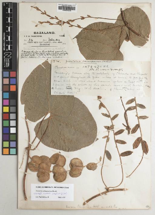 Dioscorea schimperiana Hochst. ex Kunth - 000948206
