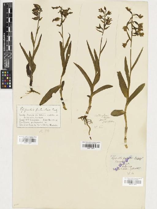 Epipactis palustris (L.) Crantz - BM001116295