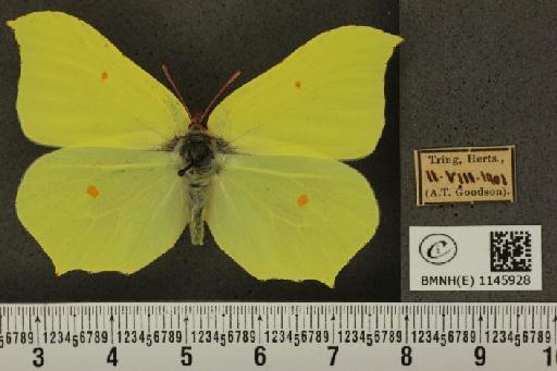 Gonepteryx rhamni (Linnaeus, 1758) - BMNHE_1145928_100127