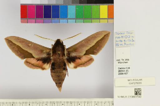 Hyles siehei (Püngeler, 1903) - NHMUK010891540_Hyles_siehei_dorsal_and_labels.JPG