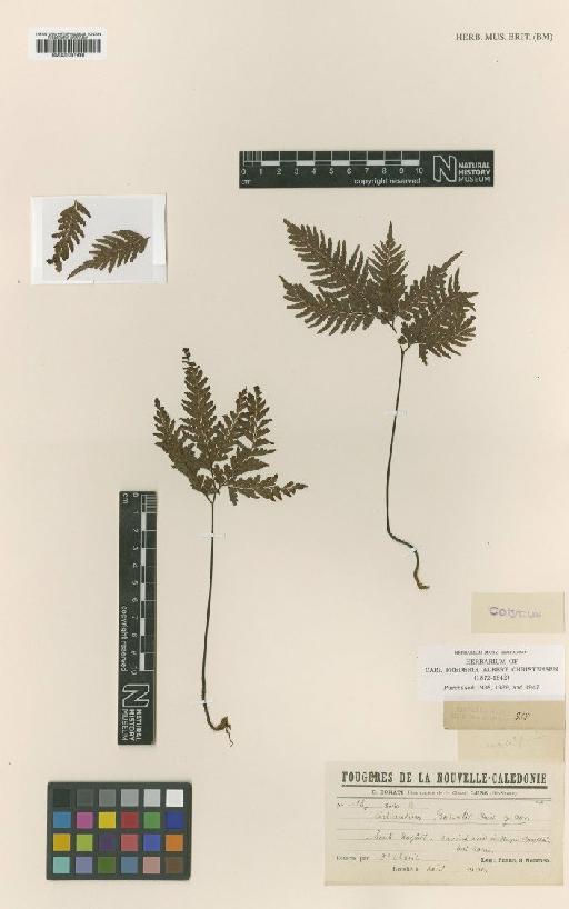 Adiantum bonatii Christ - BM001067998