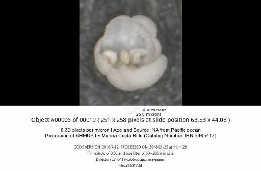 Neogloboquadrina dutertrei (d'Orbigny) - ZF6417-Globoquadrina-eggeri_obj00006_plane000.jpg