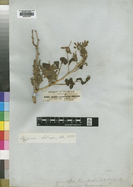 Acacia albida Delile - BM000842098