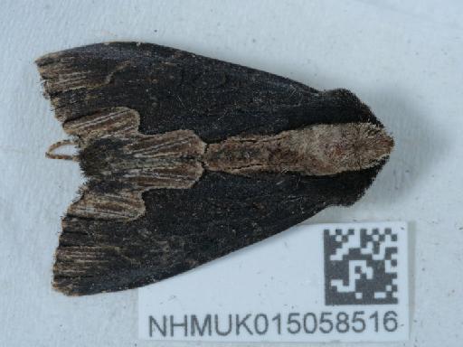 Dypterygia scabriuscula ab. pinastri Linnaeus, 1761 - 015058516_2