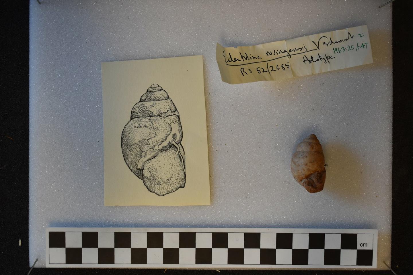 To NHMUK collection (Edentulina rusingensis Verdcourt, 1963; HOLOTYPE; NHMUK:ecatalogue:9612761)