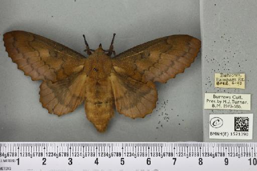 Gastropacha quercifolia (Linnaeus, 1758) - BMNHE_1521390_198298