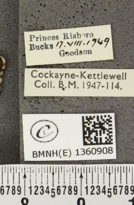 Lysandra bellargus ab. aurescens Tutt, 1909 - BMNHE_1360908_label_181805