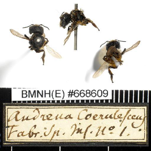 Andrena caerulescens (Linnaeus, 1758) - Andrena_caerulescens-BMNH(E)#668609-habiti