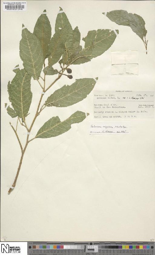 Solanum nigricans M.Martens & Galeotti - BM000579624