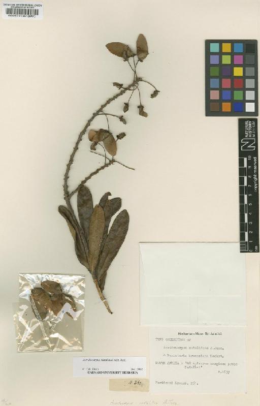 Acridocarpus natalitius A.Juss. - BM000574150
