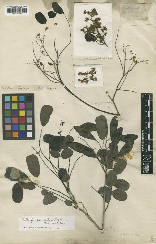 Dalbergia paniculata Roxb. - BM000958684