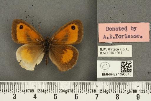 Pyronia tithonus britanniae ab. transformis Leeds, 1950 - BMNHE_1090343_691