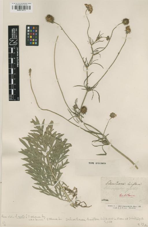 Scabiosa triandra L. - BM001134516