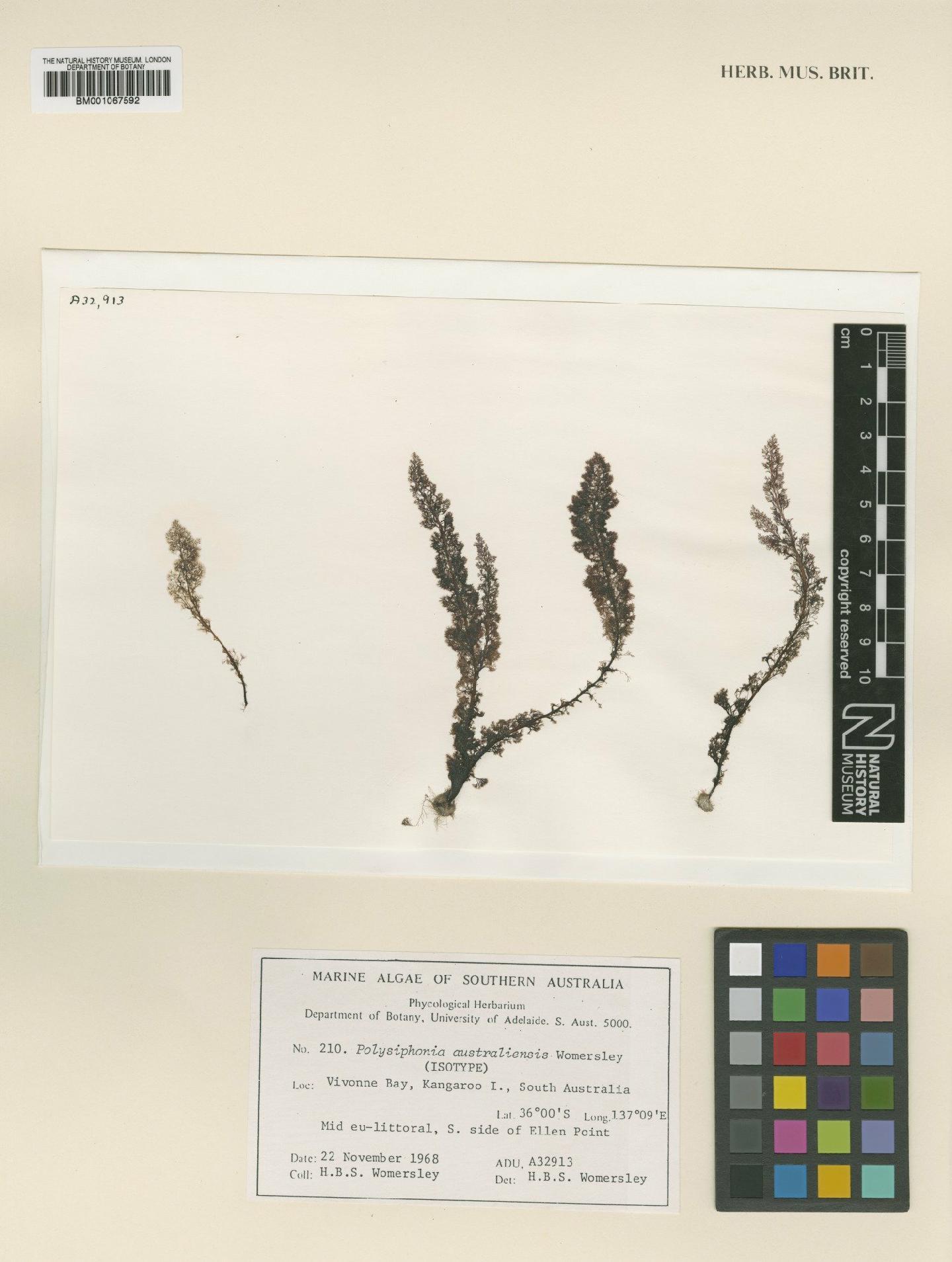 To NHMUK collection (Polysiphonia australiensis Womersley; Isotype; NHMUK:ecatalogue:2303010)