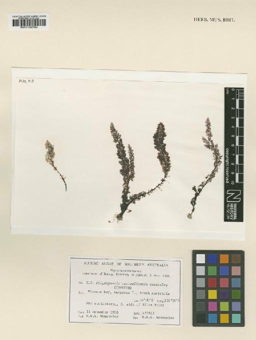 Polysiphonia australiensis Womersley - BM001067592