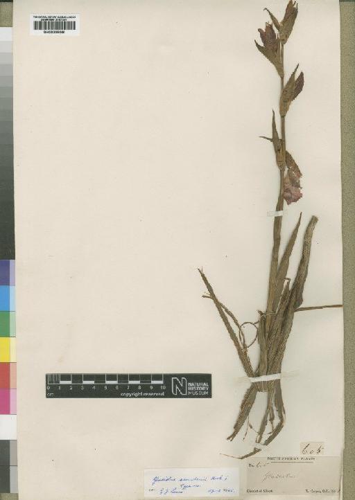 Gladiolus saundersii Hook.f. - BM000922066