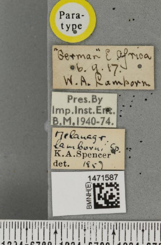 Melanagromyza solanidis Spencer, 1959 - BMNHE_1471587_label_46583
