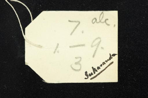 Rhinolophus refulgens cuneatus Andersen,  1918 - 1907_1_9_3-Rhinolophus_refulgens_cuneatus-Holotype-Skull-label