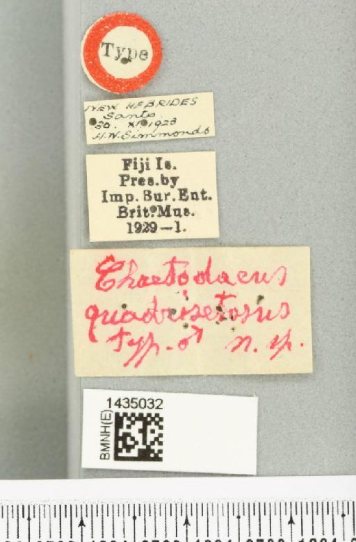 Bactrocera (Bactrocera) quadrisetosa (Bezzi, 1928) - BMNHE_1435032_label_28491