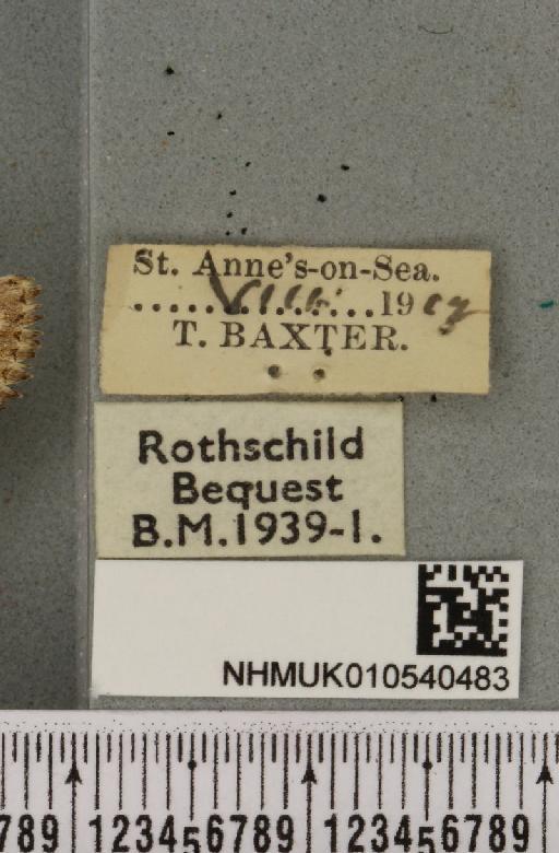 Luperina nickerlii gueneei ab. fusca Turner, 1911 - NHMUK_010540483_label_598370