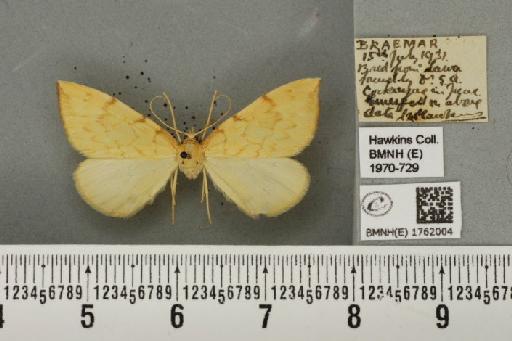 Gandaritis pyraliata (Denis & Schiffermüller, 1775) - BMNHE_1762004_345602