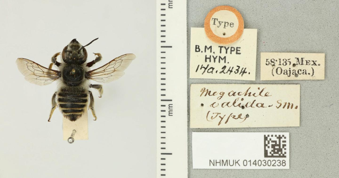 Megachile valida